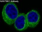 Anti-NAK/TBK1 (N-term) Rabbit Monoclonal Antibody